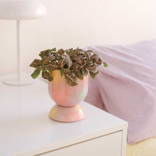 Cargar imagen en el visor de la galería, Temple ceramica maceta euphoria