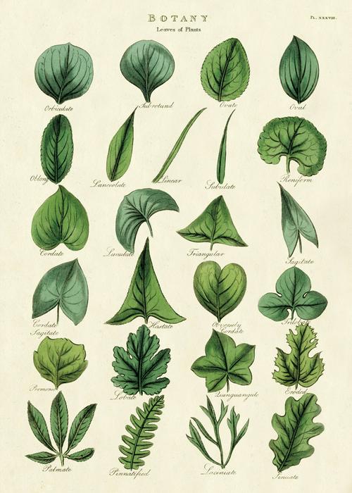 Cavallini - Póster Botany hojas