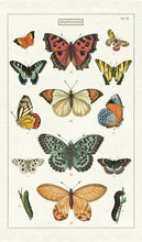 Cargar imagen en el visor de la galería, Cavallini - Trapo de cocina mariposas / tea towel butterflies
