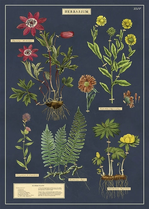 Cavallini - Póster herbarium